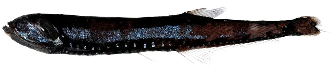 Gonostoma elongatum_05.jpg